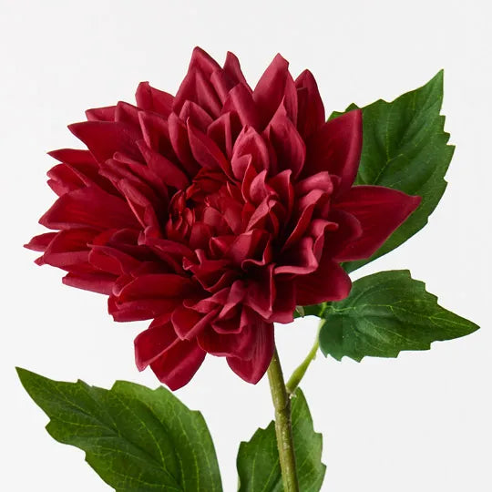 Dahlia Dark Red