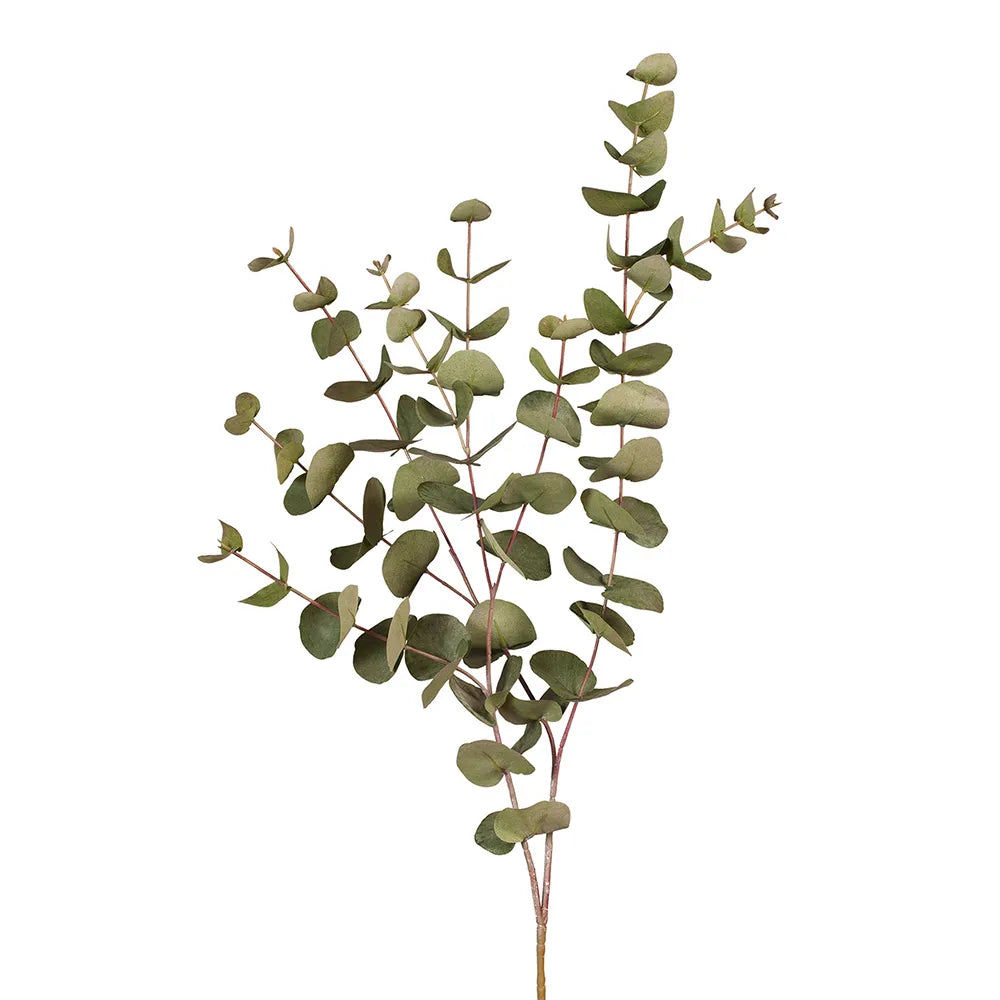 Eucalyptus Silver Dollar