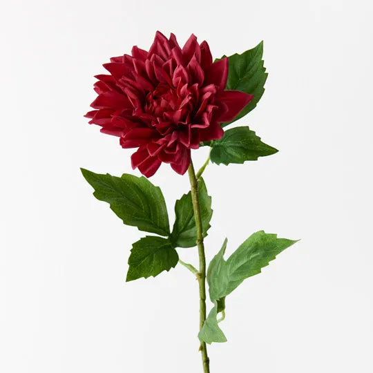 Dahlia Dark Red