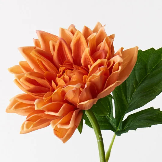 Dahlia Orange