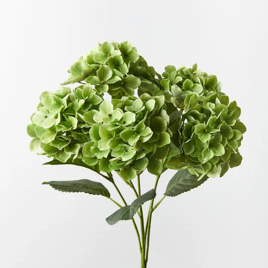Hydrangea Bush Green