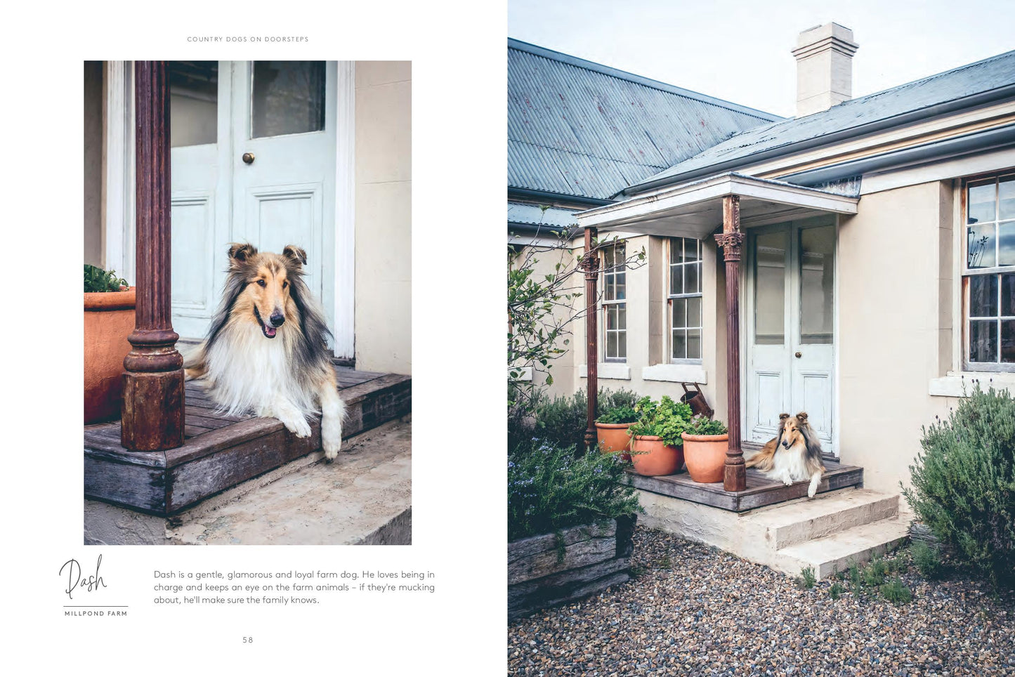 Country Dogs On Doorsteps